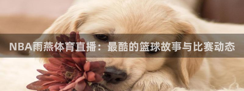 袋鼠nba体育：NBA雨燕体育直播：最酷的篮球故事与比赛动态